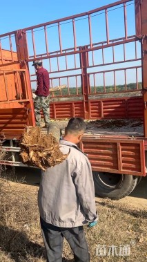 10公分桂花