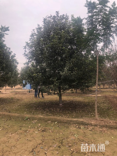 15公分八棱海棠