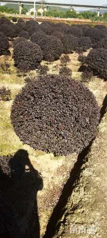 冠幅180厘米红花继木球