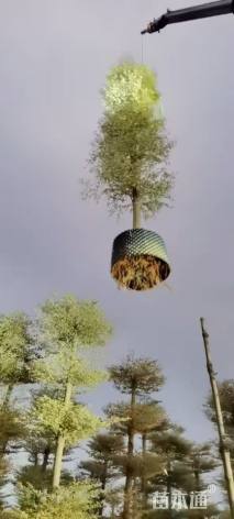 10公分锦叶榄仁