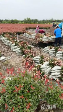 高度30厘米红叶石楠小苗