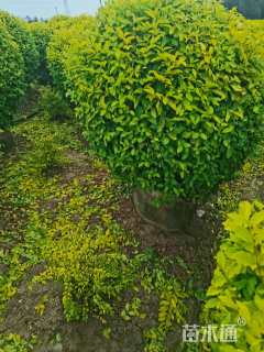 冠幅150厘米金冠女贞球