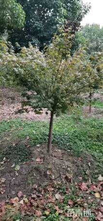 8公分鸡爪槭