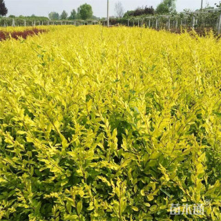 高度40厘米金叶水蜡