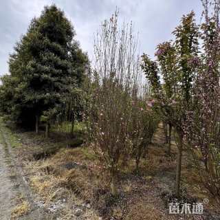 6公分青叶碧桃