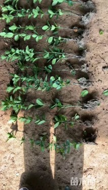 高度80厘米北海道黄杨