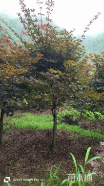 5公分红枫