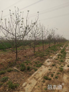 3公分苹果树