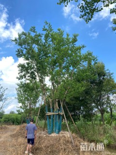 30公分(5杆)丛生乌桕