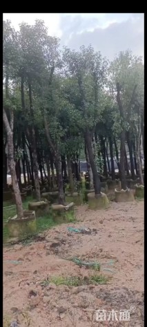 12公分香樟