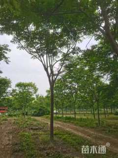 10公分黄山栾树