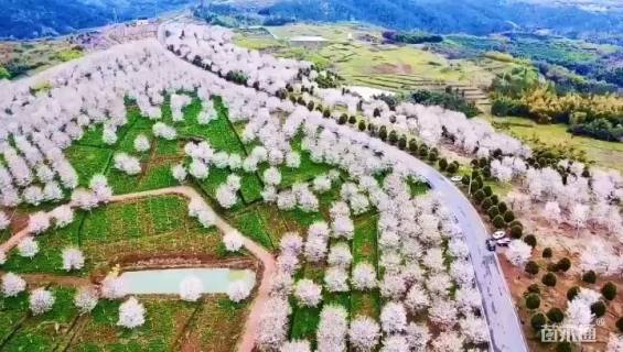 14公分高杆樱花