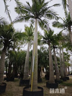 裸干高400厘米国王椰子