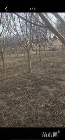 15公分香樟
