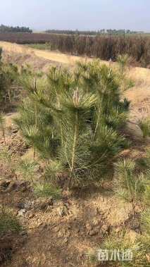 高度120厘米油松