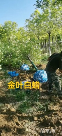 12公分金叶白蜡
