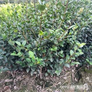 高度30厘米茶梅