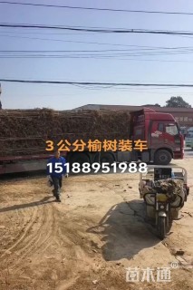 3公分白榆
