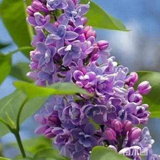 高度10厘米紫丁香小苗