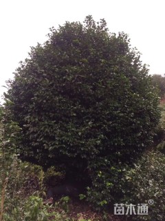 高度550厘米茶花