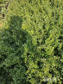 高度40厘米金边六月雪