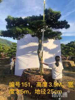 高度250厘米黑松