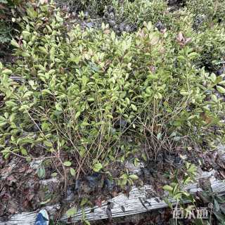 1公分红叶石楠