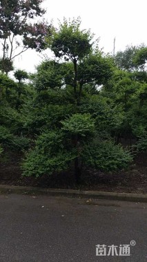 250厘米造型小叶女贞