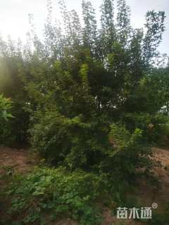 高度450厘米丛生五角枫