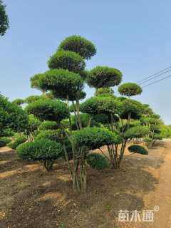 13公分造型小叶女贞