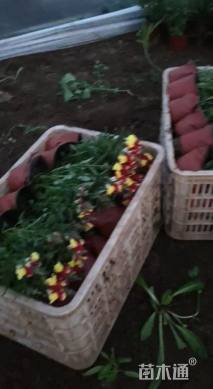 高度15厘米金鱼草