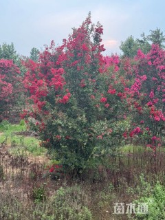 高度350厘米红花紫薇