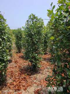 1.2公分红叶石楠