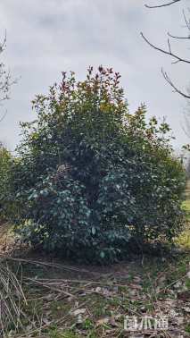 高度250厘米丛生红叶石楠