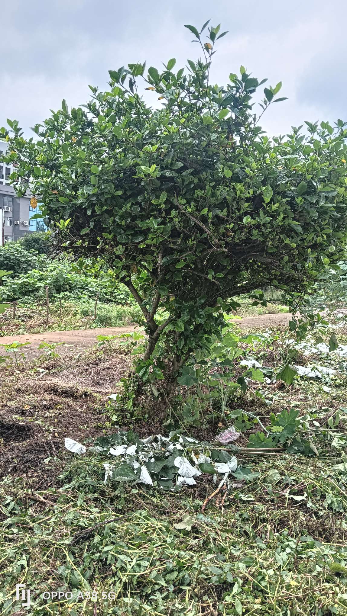 高度180厘米栀子花