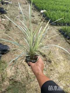 高度15厘米丽蚌草