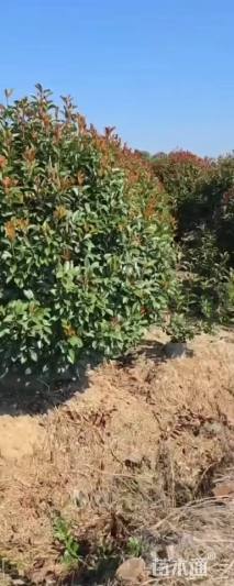 冠幅250厘米红叶石楠球