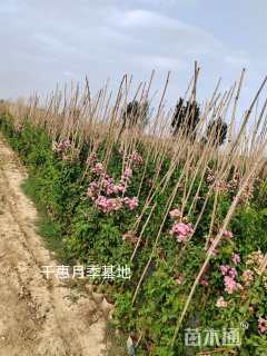 高度160厘米月季