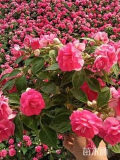 高度30厘米苦水玫瑰