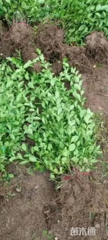 高度30厘米卫矛