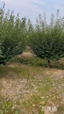9公分红梅