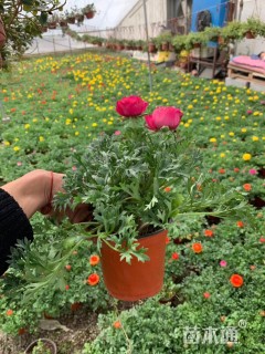 高度20厘米花毛茛