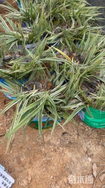 高度30厘米山管兰