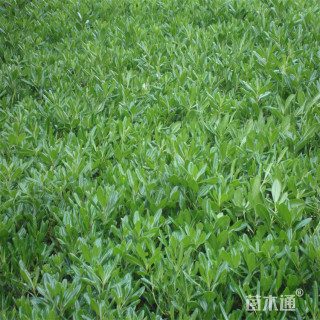 高度50厘米海桐小苗