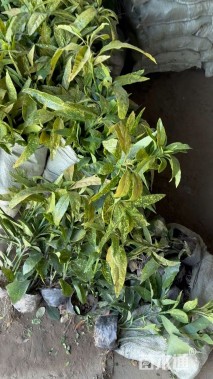 高度40厘米海桐小苗