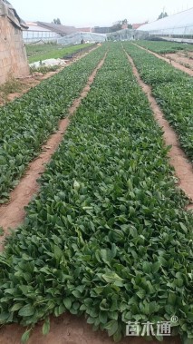 高度20厘米黑心菊