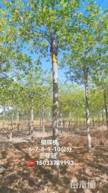 7公分蝴蝶槐