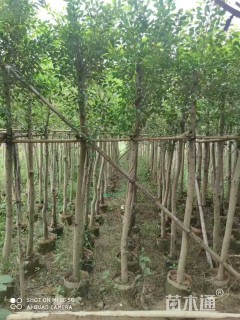 7公分小叶榕