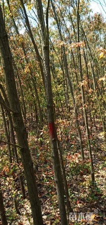 4公分香樟
