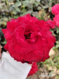 高度108厘米月季